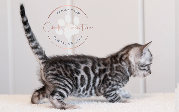 Bengal kitten for sale